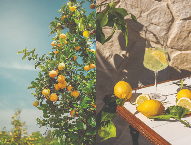 Limoncello packaging 1